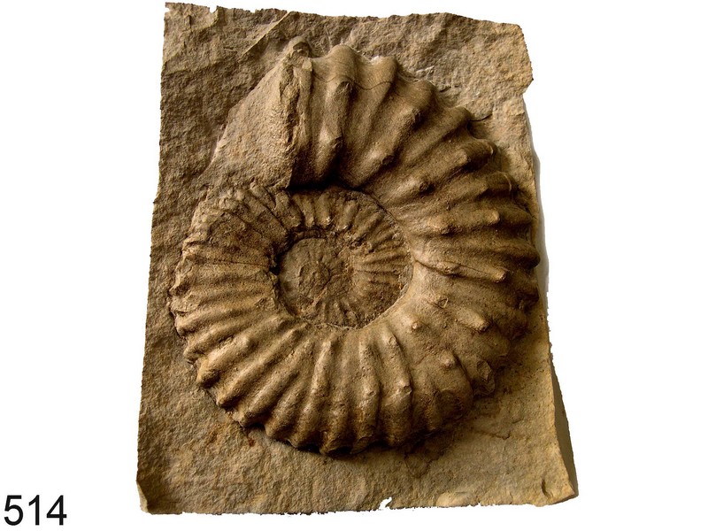 Acanthoceras